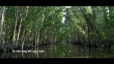 4K || RỪNG TRÀM TRÀ SƯ || Mùa nước nổi đẹp như tranh vẽ ở rừng tràm Trà Sư, Tịnh Biên, An Giang