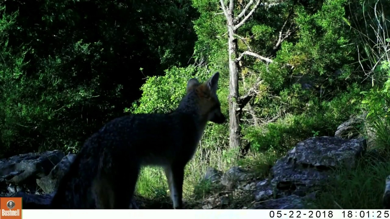 rat snake images Texas Trail Cam Compilation June 4, 2018