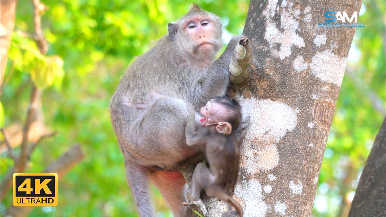 The Lesson Before Milk: BUTTON's Patient Teaching