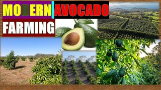 Modern Avocado Farming 2024   #Avocado #Avocado #avocadobenefits  #avocadosmoothie  #avocadooil