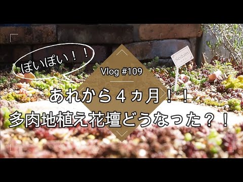 Vlog109 多肉植物 多肉の自給自足 ぽいぽいセダムの多肉地植え花壇の現在 あれから4ヵ月 多肉花壇 葉挿し Youtube Vlog109 多肉植物 多肉の自給自足 ぽいぽいセダムの多肉地植え花壇の現在 あれから4ヵ月 多肉花壇 葉挿し Youtube