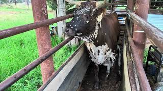 Molly calf update 