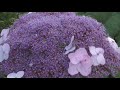 Гортензия шероховатая - первое цветение