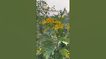 Cúc Quỳ – Loài hoa rực rỡ với công dụng chữa mẩn ngứa, mụn nhọt ít ai biết #tiensiphuongthaoduoc