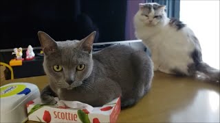オス猫２匹が順番にヒザに乗りに来る