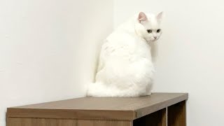 遊びの途中で子猫を構ったら先輩猫が拗ねてしまいました…。