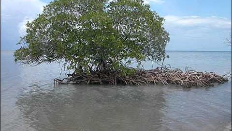 الشيخ صلاح البدير || ماتيسر من سورة التحريم !