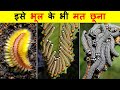 शाकाहारी जीव माँसाहारी क्यों बन रहे हैं ? MOST DANGEROUS CATERPILLARS IN THE WOLRD.