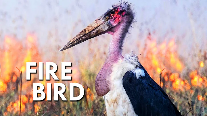 Marabou Stork: Lord of Fire and Death