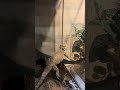 My Bearded Dragon Thinks His Brother The Crusted Gecko (Snickers) Is Food 🥘 😂  #housing #petcare
