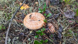 Рыжик сосновый (Lactarius deliciosus var.pini). Как выглядит гриб на месте произрастания.