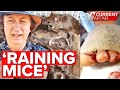 Horrific mouse plague ripping homes apart | A Current Affair