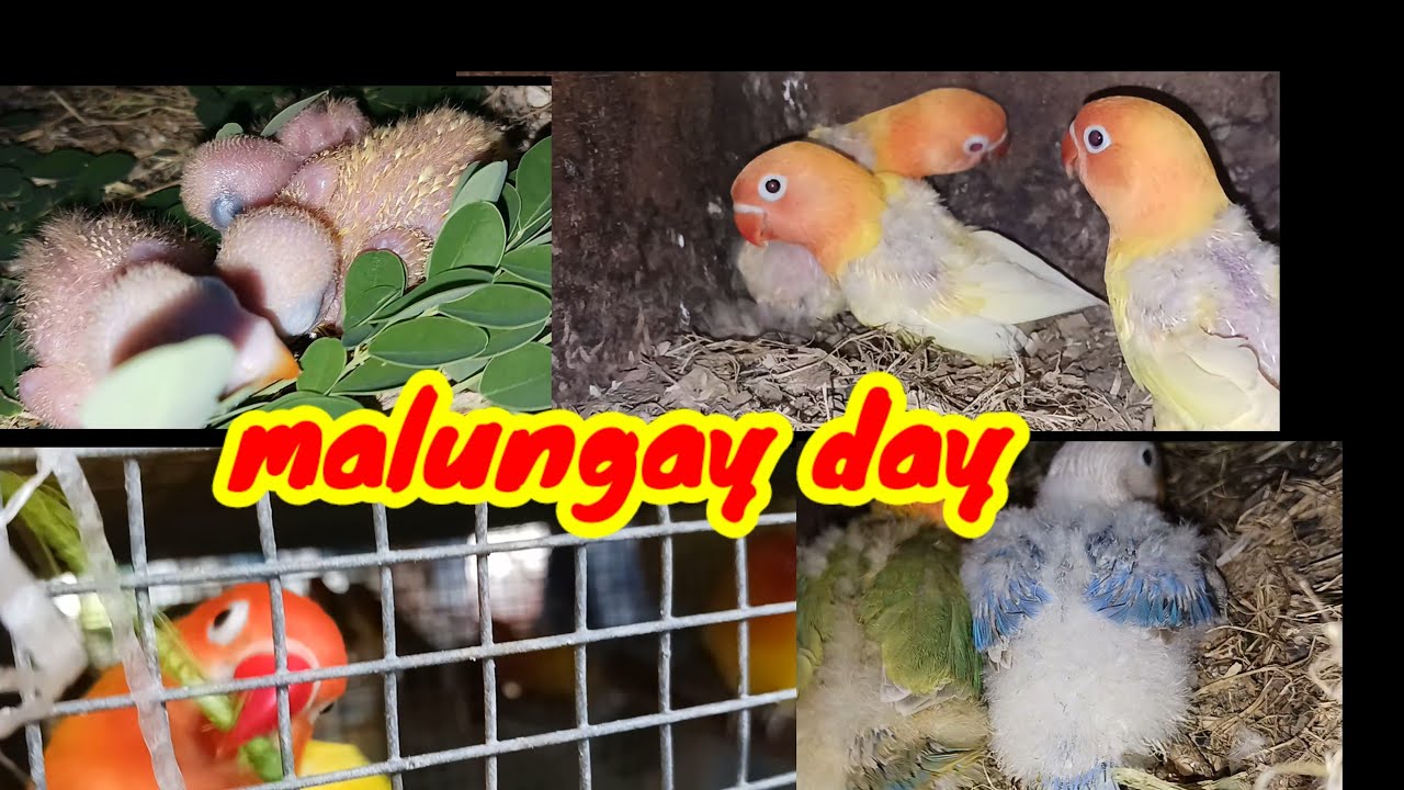 pinaka mabisang gulay para sating mga alagang ibon - YouTube