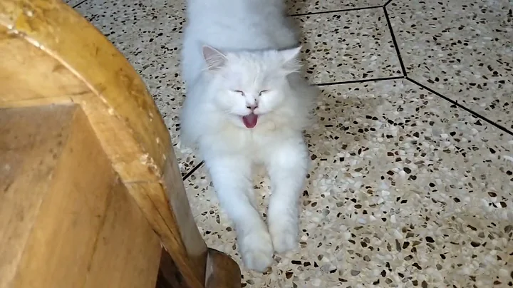 Watch the video about Baby Cats -Cute and Funny Cat Videos compilation || The kitten is jumping and playing happily