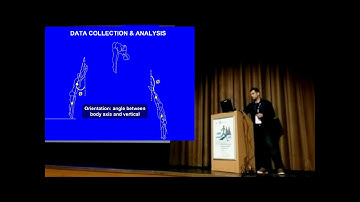 Functional variability in the flight phase of one metre springboard forward dives