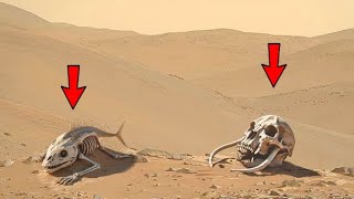 NASA Mars Perseverance Rover Photographed New 4k Video of Mars Sol 1071 | Mars 4k Video | Mars In 4k