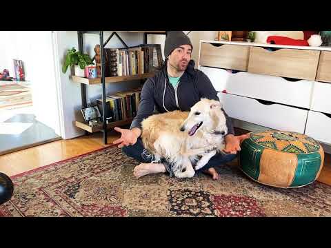 Video: Vai borzoi ir labi dzīvokļu suņi?