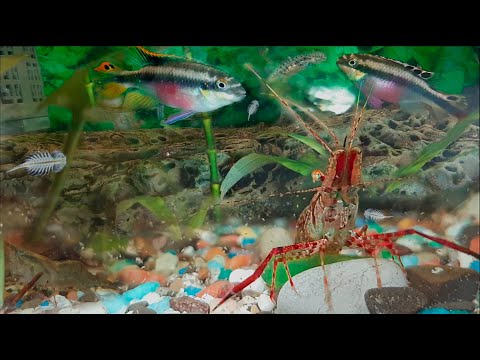 Кормление аквариумных рыбок и креветок рачками Артемии.