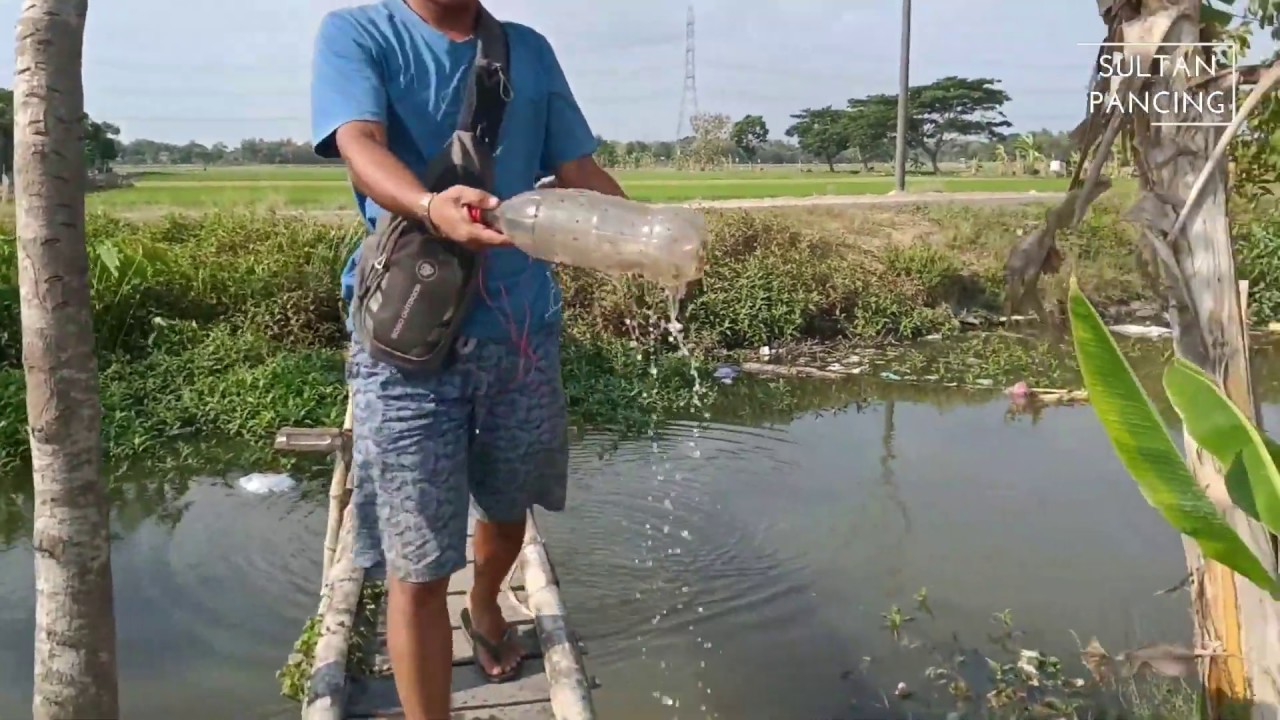 Cara Mancing Wader Pakai Botol Bekas Hasilnya Menggiurkan 