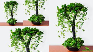 Cool Idea to Growing Money plants in Your living space | Money plant Hanging Idea//GREEN PLANTS