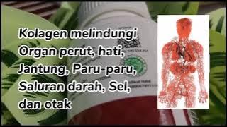 Kolagen (El-Skin) EWP