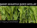 தேங்காய் இளநீர் இரண்டிலும் அதிக லாபம் தரும் மலேசியன் பச்சை தென்னை ரகம் - நவீன விவசாயி - 9043299809