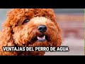 VENTAJAS Y DESVENTAJAS DEL PERRO DE AGUA según JUANMA MORATO