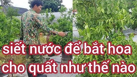 Cách bắt hoa thử siết nước để bắt hoa cho quất 16/5âl 0988063918