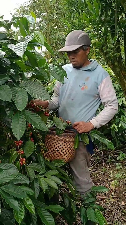 pick red coffee #farming #coffee #blackcoffee #shortvideo