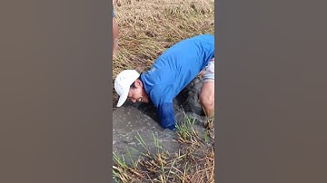 Bắt lươn đồng bằng tay