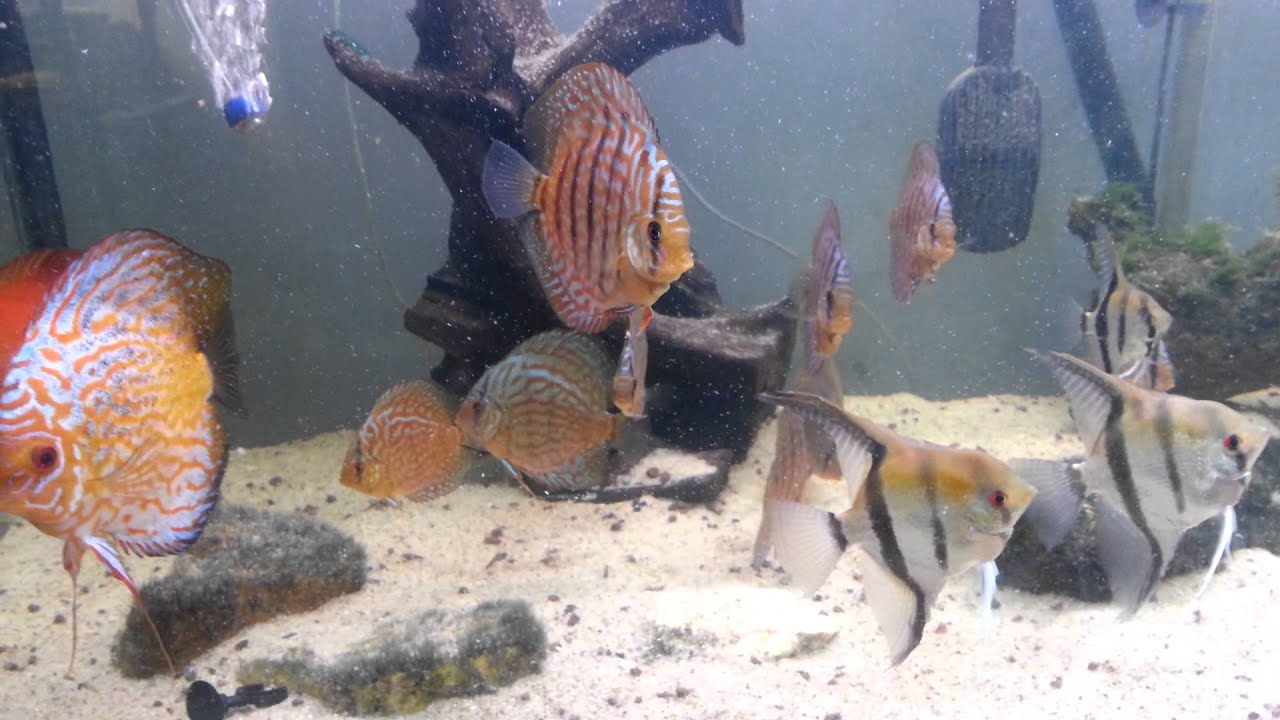 Discus et scalaire YouTube