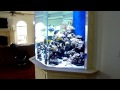 HUGE FISH TANK (Custom 1500 Gallon Coral Reef Aquarium)