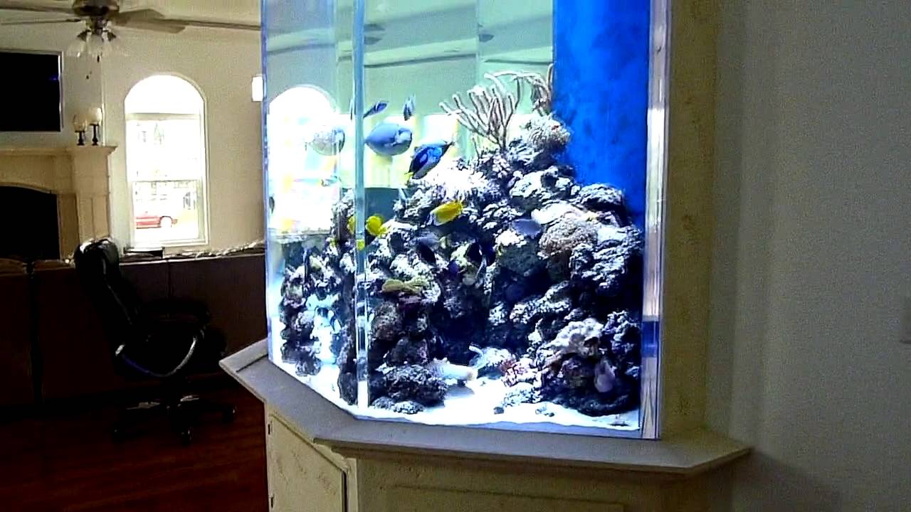 HUGE FISH TANK (Custom 1500 Gallon Coral Reef Aquarium) 