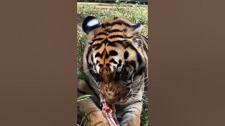 SELEN & TEONA MODE MAKAN