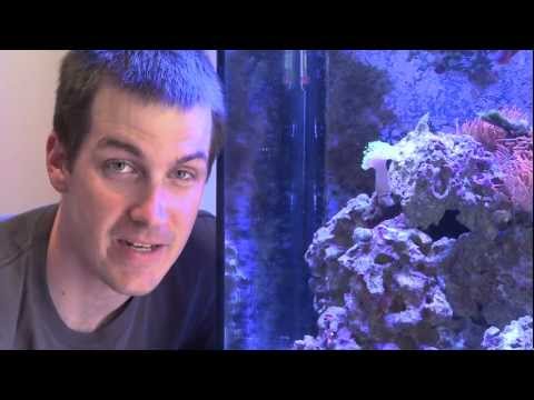 Mr. Saltwater Tank TV Friday AM Quick Tip #47: I Like Flow, But Not Too Much!