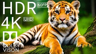 TIGER KING FOREST - 4K (60FPS) ULTRA HD - With Nature Sounds (Colorfully Dynamic)
