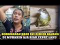 HARGA DIMURAHIN AJA BIAR CEPAT LAKU!!! BONGKARAN TERBARU DIKIOS BAJANG PASAR BURUNG PRAMUKA HARI INI