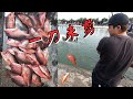 海釣場15分鐘近30隻高檔紅魚大爆釣，一鏡到底BD視角忙到一個翻掉
