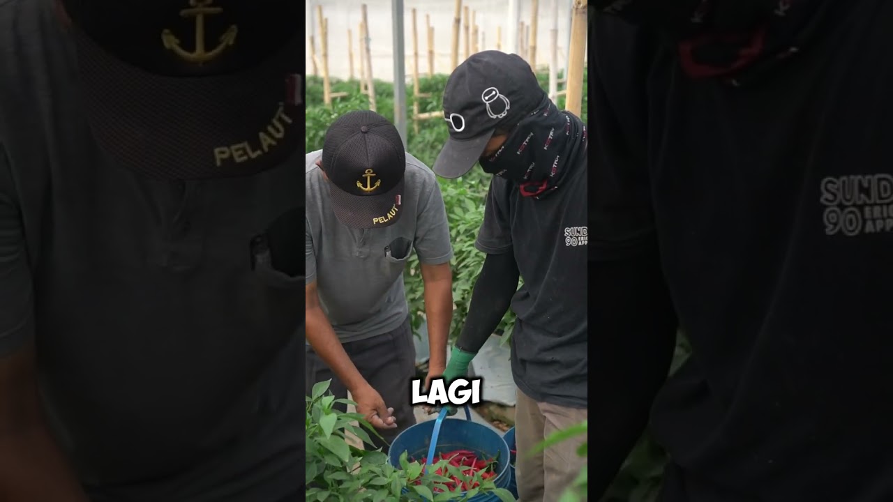 Testimoni Petani Mitra Batamindo