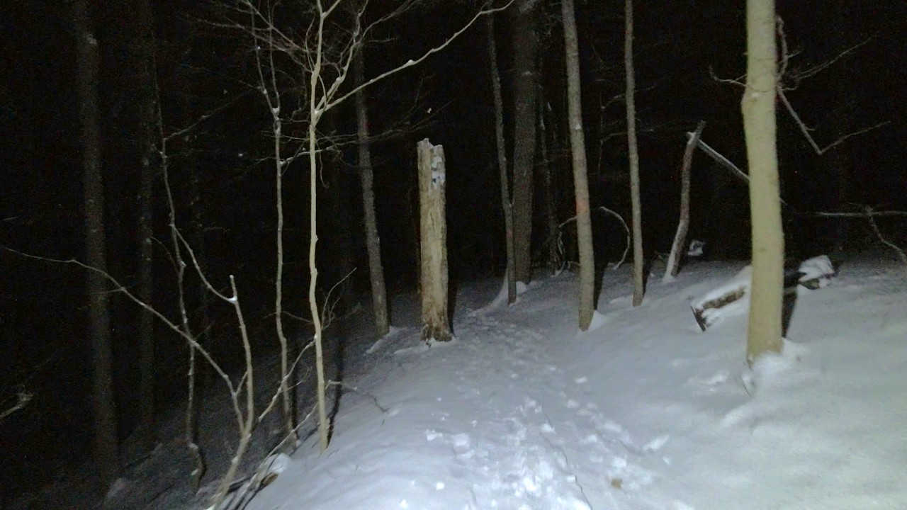 Walking Through A Winter Forest Alone at Night