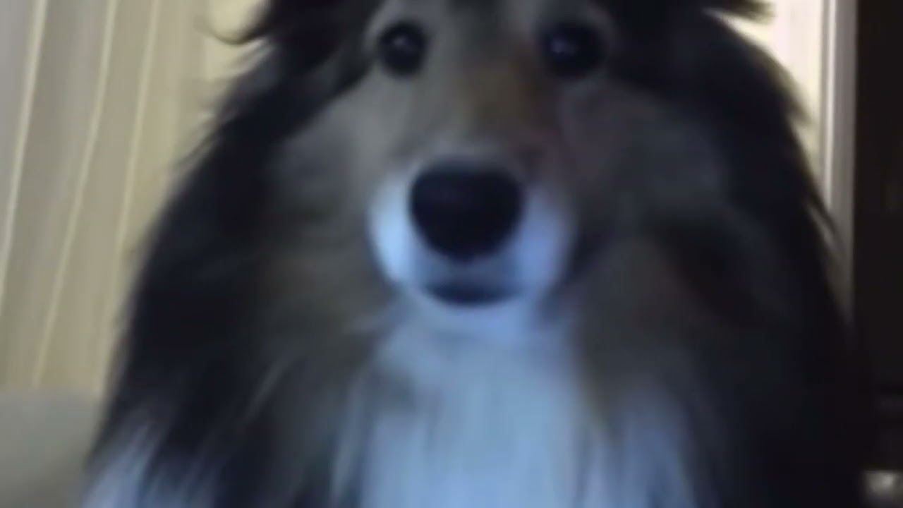 Cute Dog Jumpscare. READ DESC YouTube