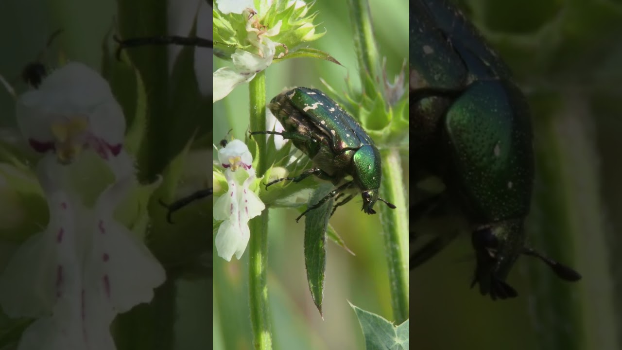 Бронзовка | Flower chafer  #wildlife #insects #bug #macro #дикаяприрода #насекомые #жук
