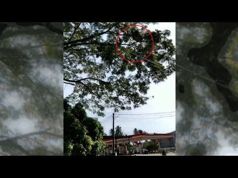 Sarang Tawon Depan SPBU Kuta Lawah Ancam Pengguna Jalan Raya