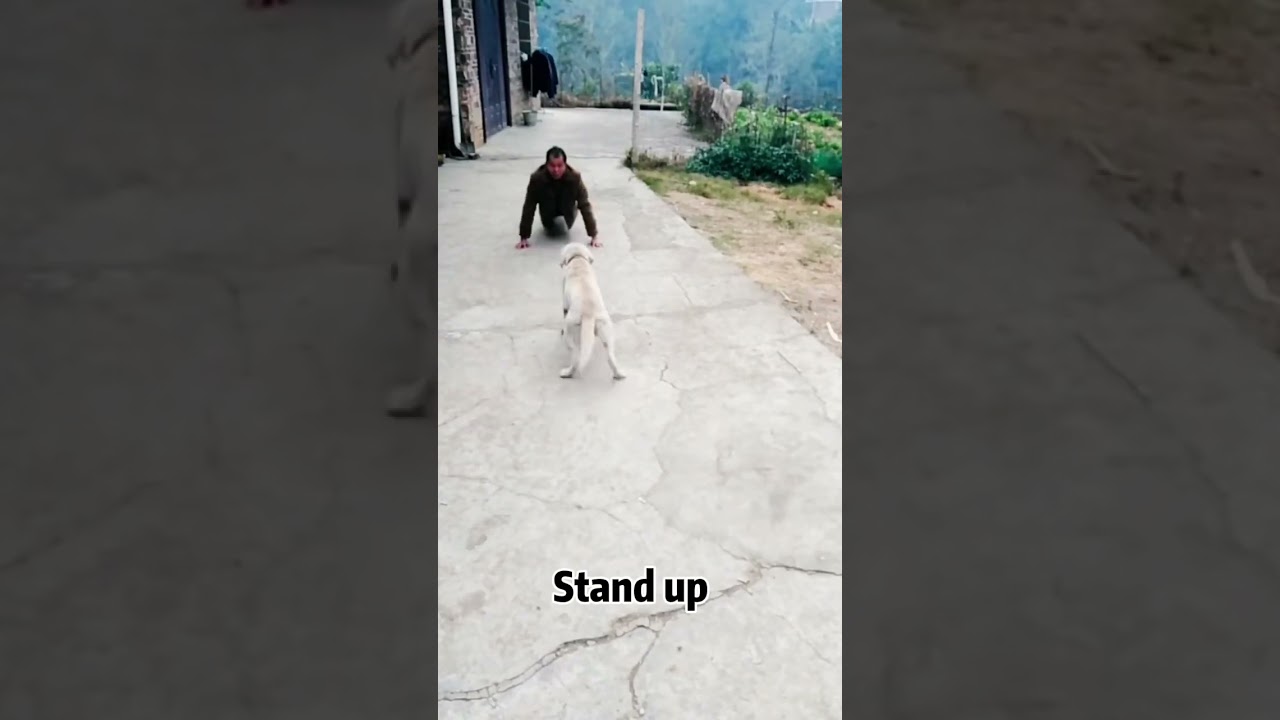 funny dog videos funy pet's life funny animal videos dog 2024 pets videos smart dog videos pet daily