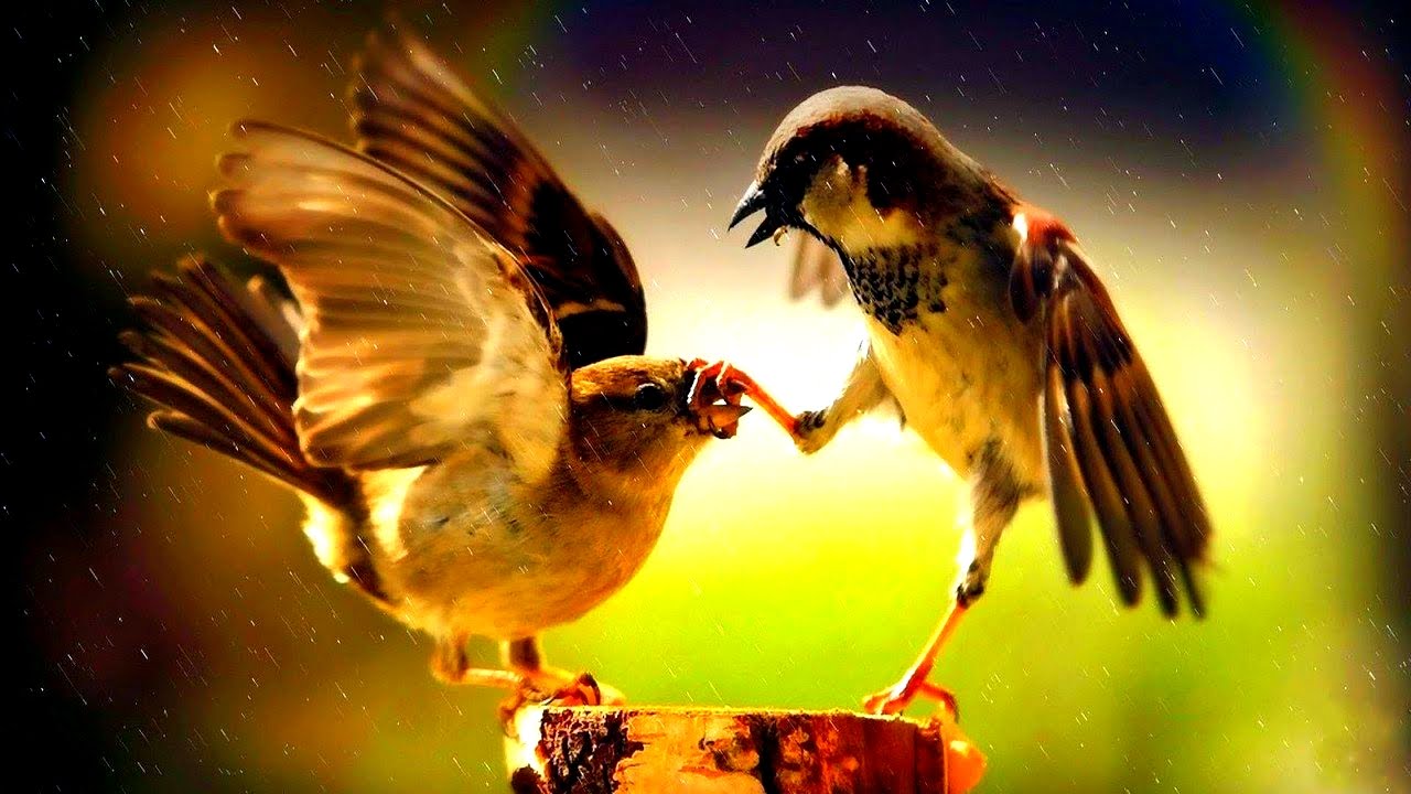 Приснился ВОРОБЕЙ #СонникФрейда