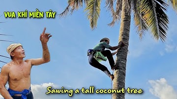 Vua Khỉ Cưa Những Cây Dừa Siêu Khó. Cut down coconut tree