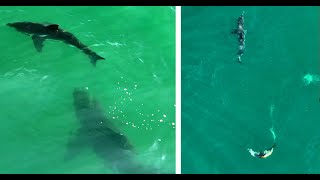 Incredible! Sea Lion Chases Great White Shark