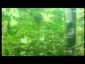 NATURAL FARMING - KAILASH MURTHY.flv