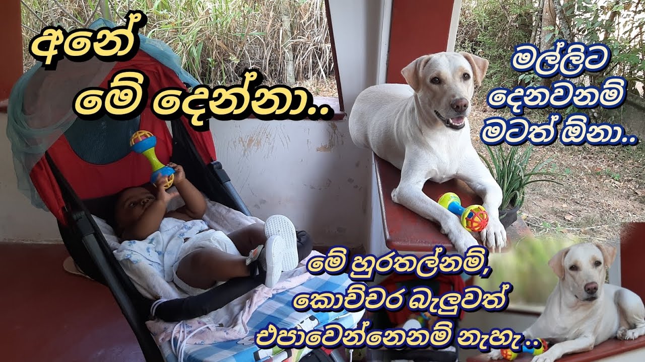 මල්ලිට දෙනවනම් මටත් ඕනා..| Nekii with Sadam