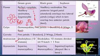 GPB 232 practical 3Green gram, Black gram and soybean ppt video x264
